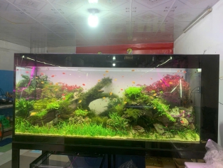 Cửa Hàng Cá Cảnh San Hô Quận 12 – Chuyên Thi Công Hồ Thủy Sinh Đẹp và Chất Lượng