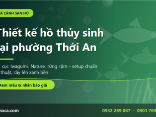Thiết kế hồ thủy sinh tại phường Thới An - Mang sắc xanh vào từng góc nhà