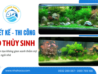 Thi Công Hồ Cá Hồ Chí Minh