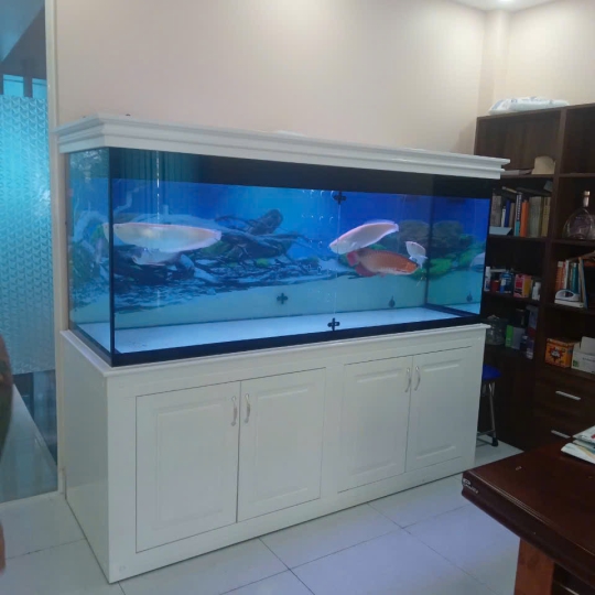 Mẫu hồ cá rồng - B15