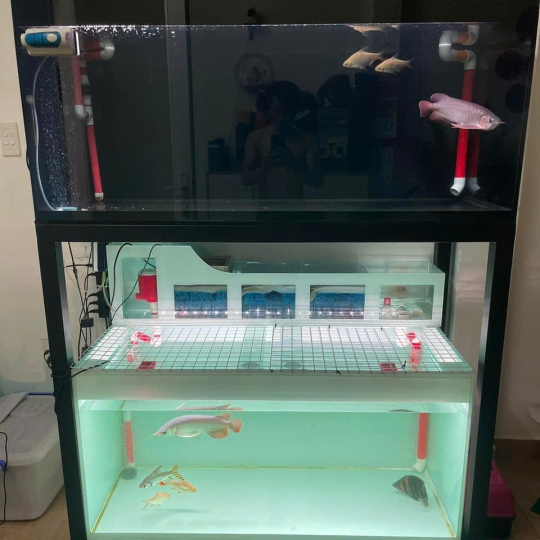 Mẫu hồ cá rồng - B12