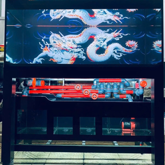 Mẫu hồ cá rồng - B10