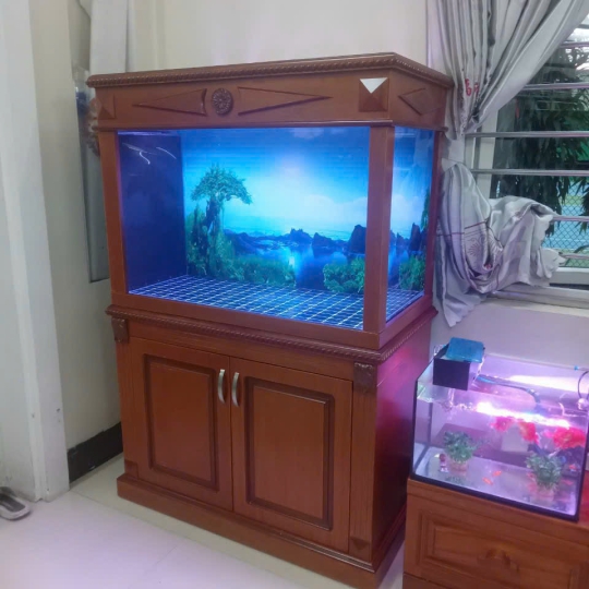 Mẫu hồ cá rồng - B14