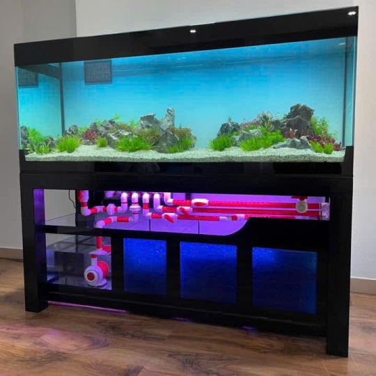 Mẫu hồ cá rồng - B9