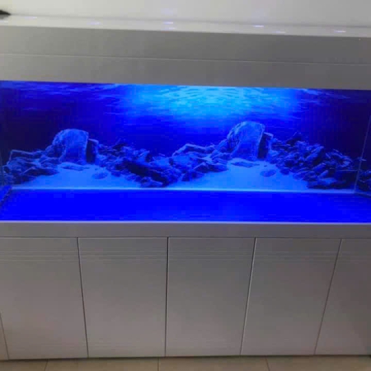 Mẫu hồ cá rồng - B8