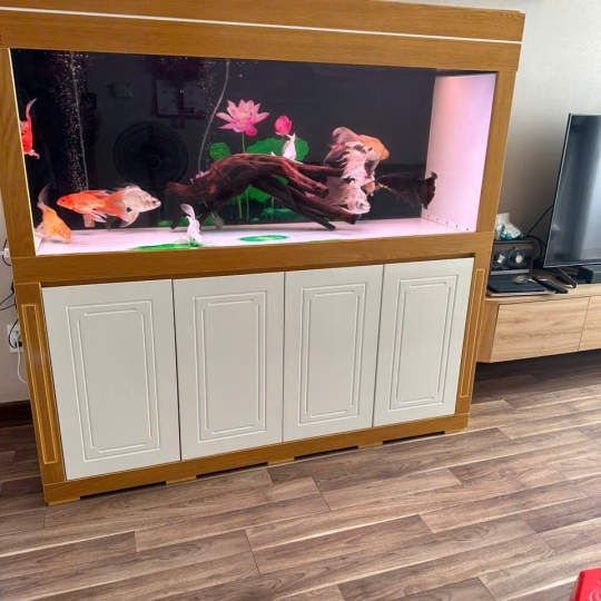 Mẫu hồ cá rồng - B5