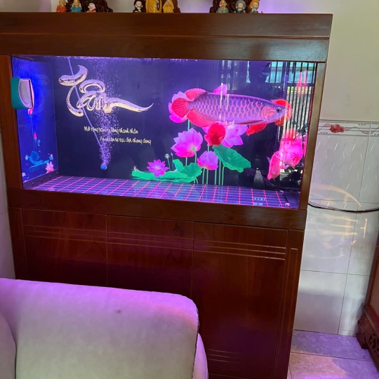 Mẫu hồ cá rồng - B1