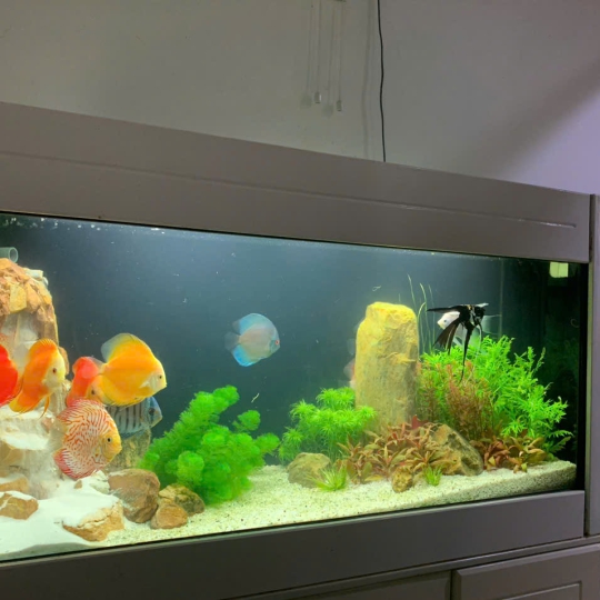 Mầu hồ treo tường - E3