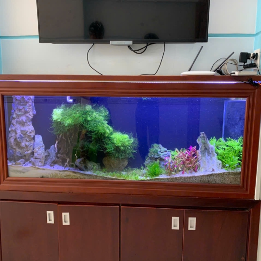 Mầu hồ treo tường - E6