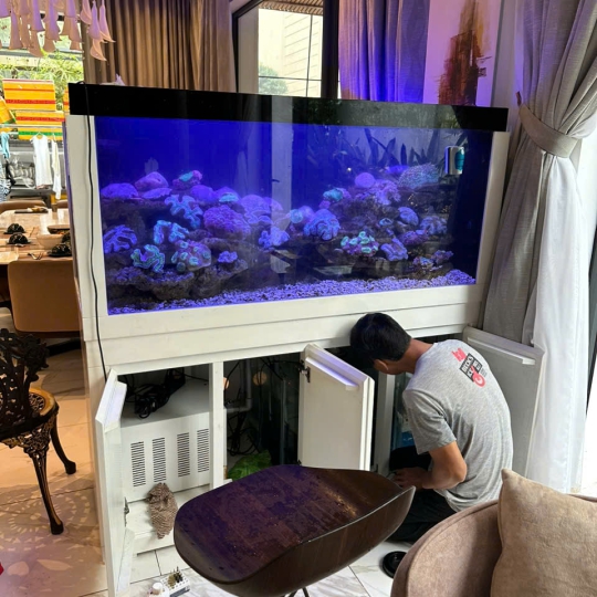 Mầu hồ cá biển - F1