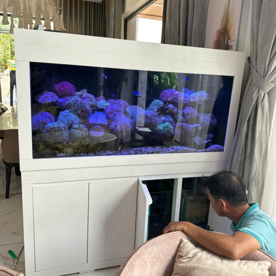 Mầu hồ cá biển - F5