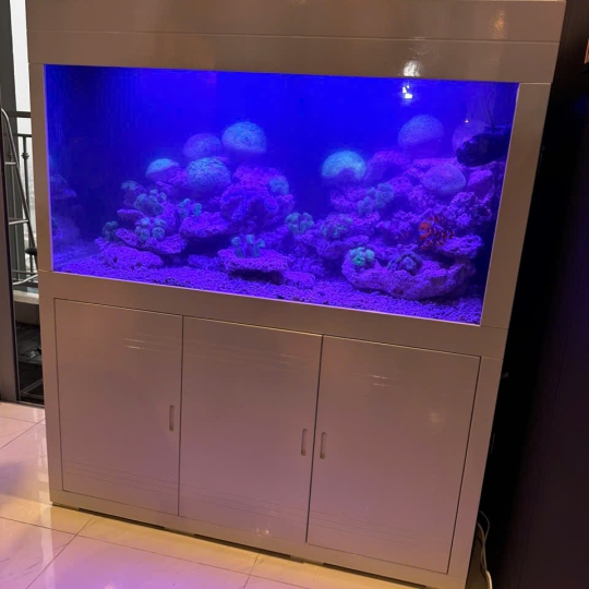 Mầu hồ cá biển - F3