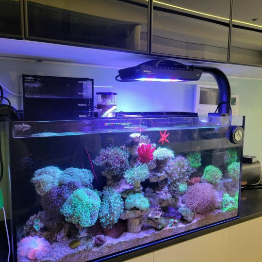 Mầu hồ cá biển - F4