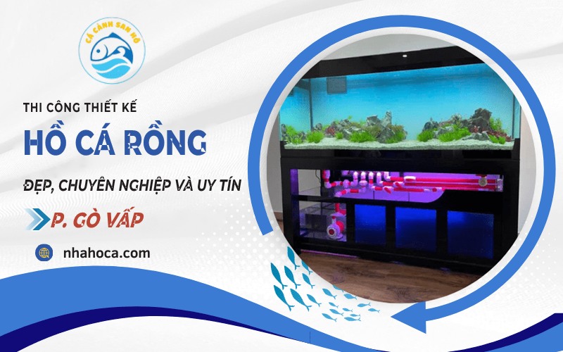 Thi công hồ cá rồng phường Gò Vấp