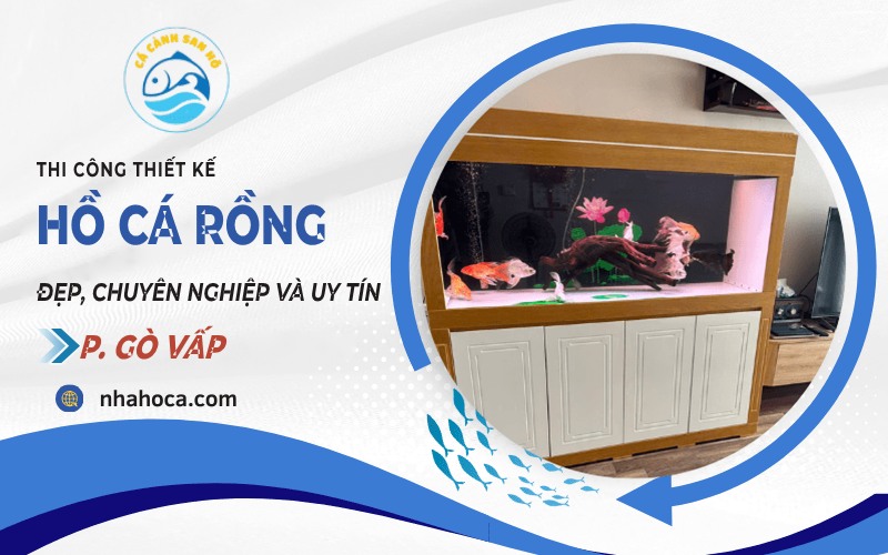 Hồ cá rồng phường Gò Vấp