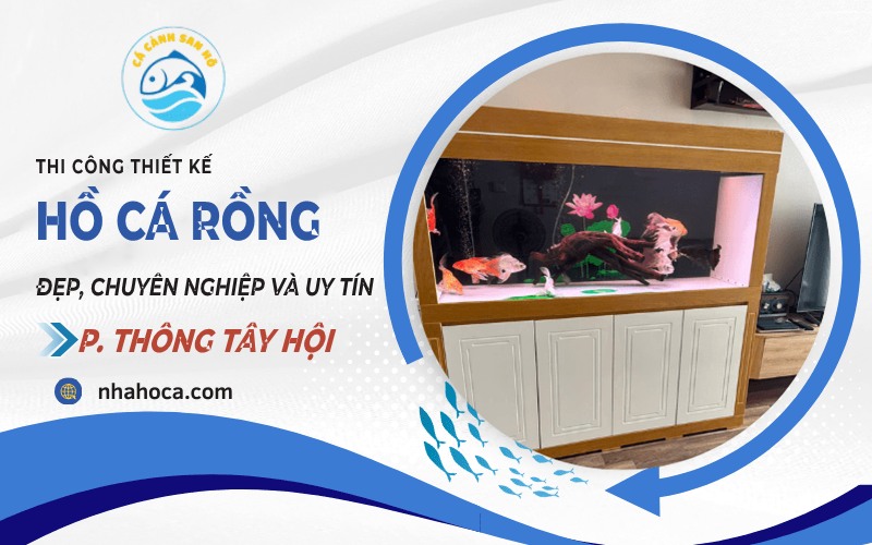 Thi công hồ cá rồng phường Thông Tây Hội